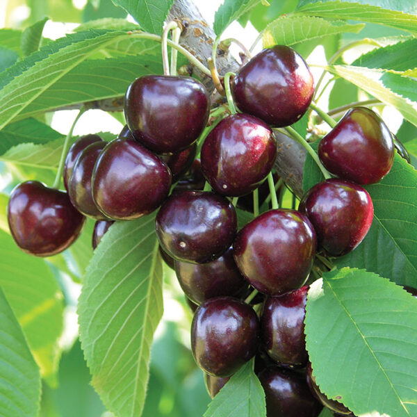 Sweet Cherry : SANDRA ROSE