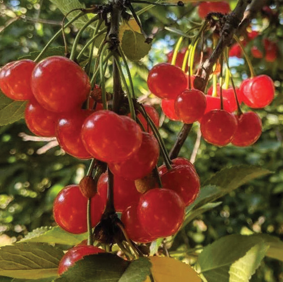 cherry Sour Cherries – Prairie Hardy Nursery