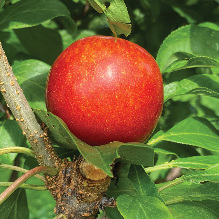 Japanese Plum : SANTA ROSA