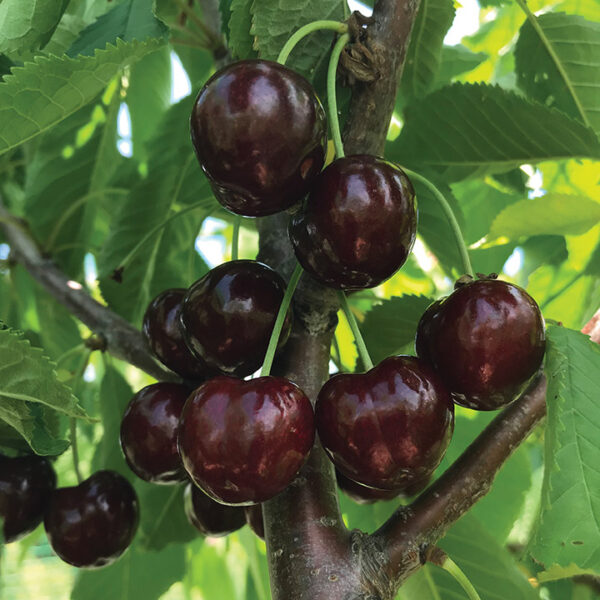 Sweet Cherry : BLACK GOLD™