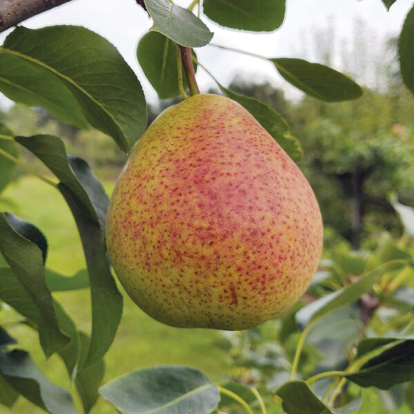 European Pear : SUMMERCRISP