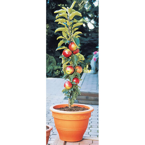 Columnar Apple : SCARLET SENTINEL™
