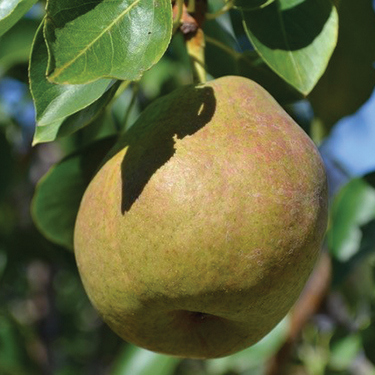 Russian Pear : BOLSHAYA