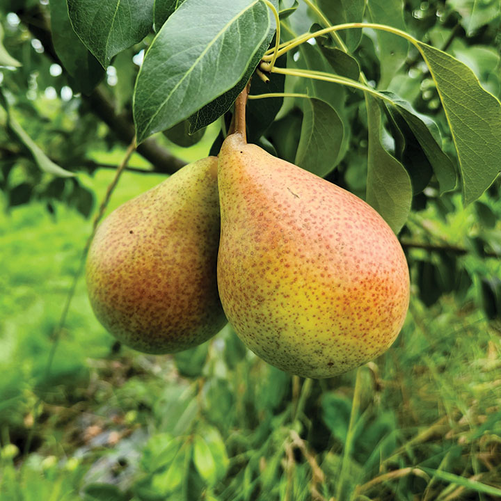 European Pear : BEURRE GIFFARD