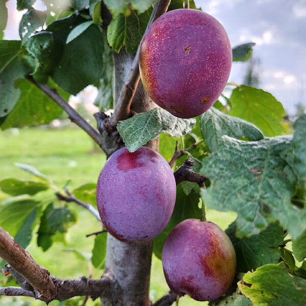 European Plum : SENECA
