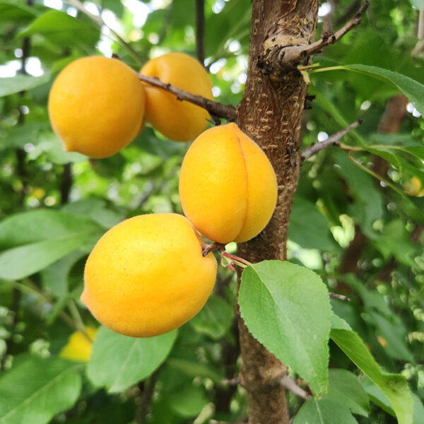 Apricot : DEBBIE'S GOLD