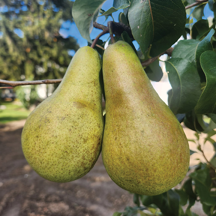 European Pear : CONCORDE®