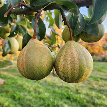 European Pear : HUMBUG