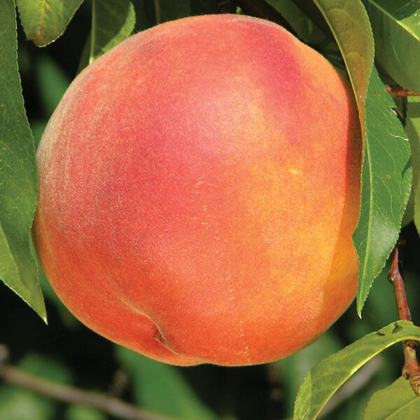 Peach : FLAMIN' FURY PF 24C