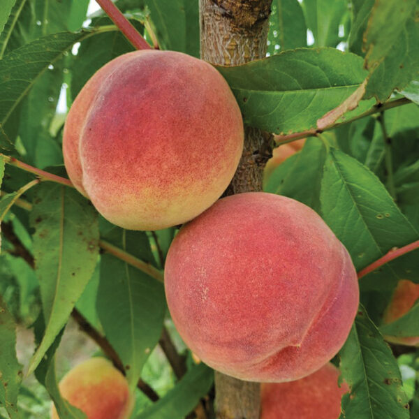 White Flesh Peach : RARITAN ROSE