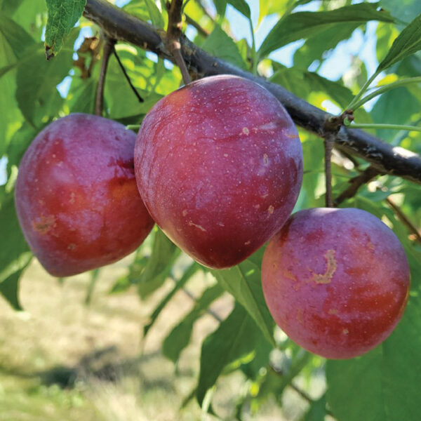 American Hybrid Plum : WANETA