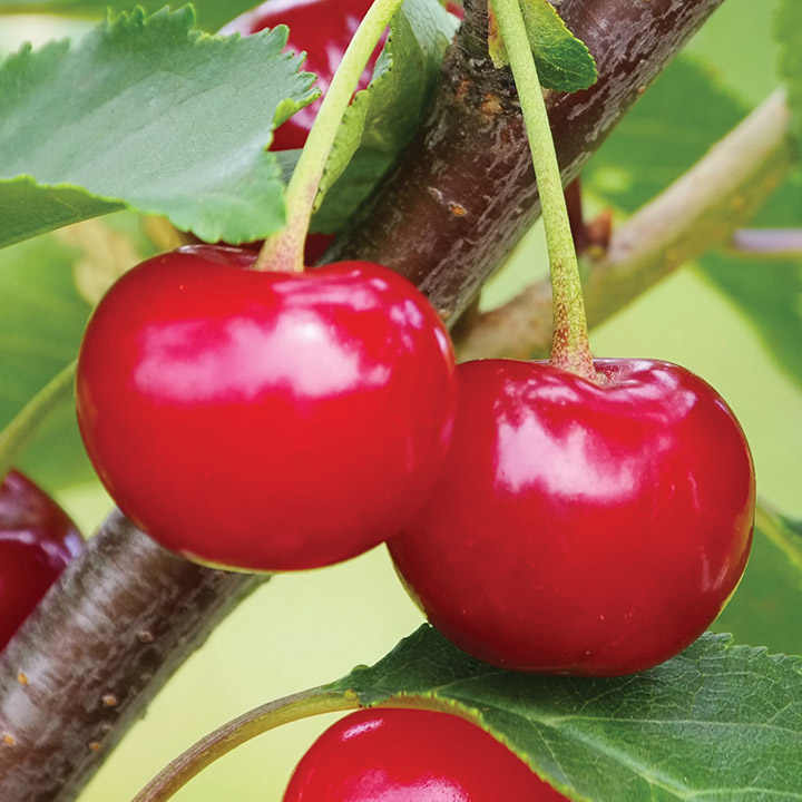 Sour Cherry : MONTMORENCY