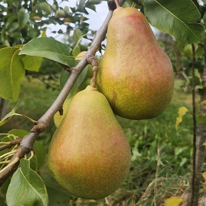 European Pear : WINTER BARTLETT
