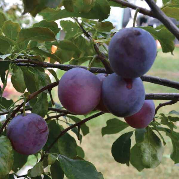 European Plum : DELICATE