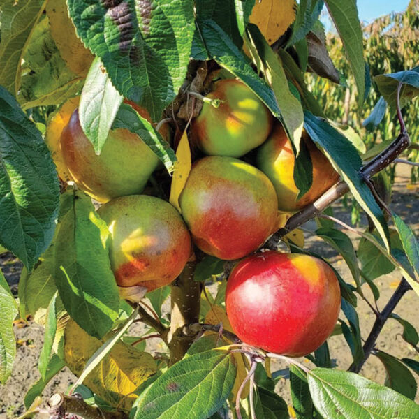 Columnar Apple : URBAN BLUSHING DELIGHT®