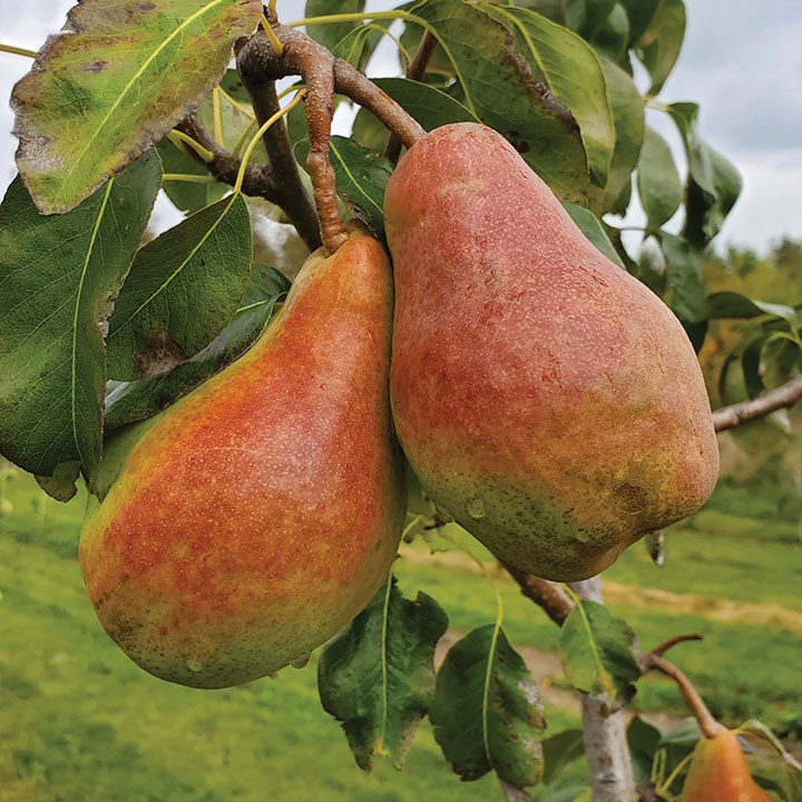 European Pear : SHENANDOAH™