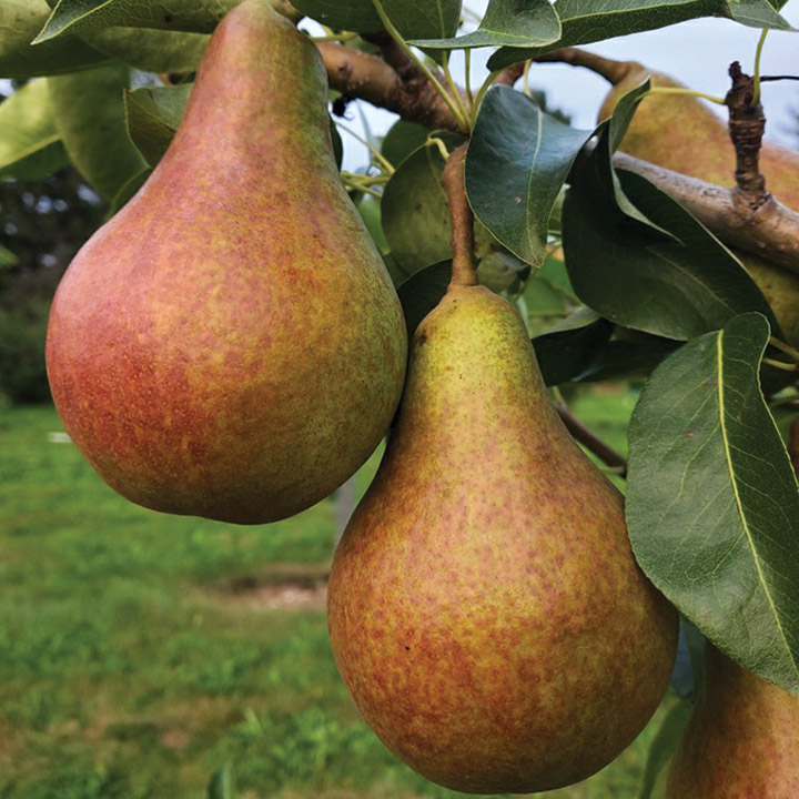 European Pear : RESCUE