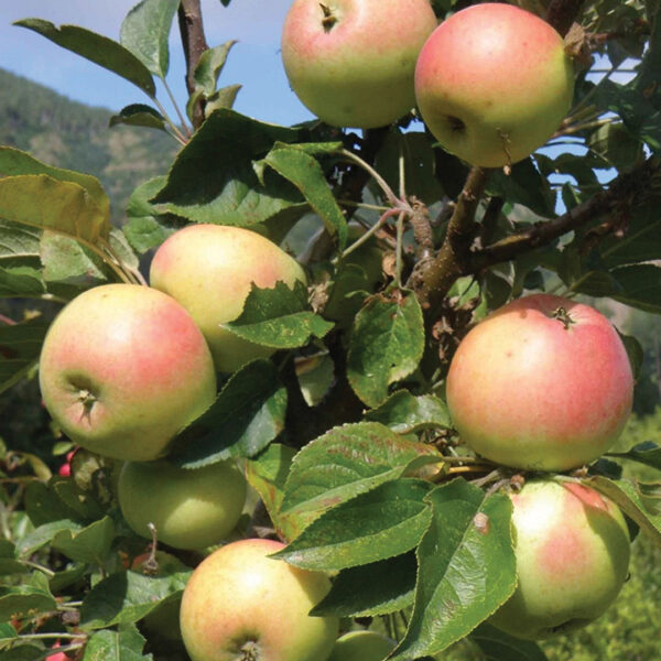 Apple Columnar : GOLDEN SENTINEL™