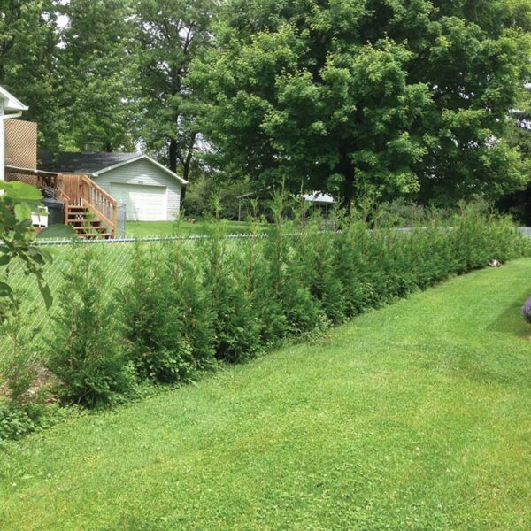 Eastern White Cedar : FULL SPEED A HEDGE®  " American Pillar"
