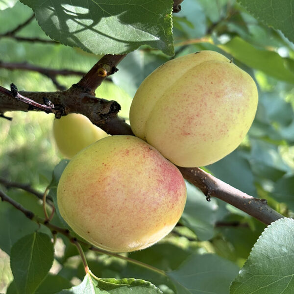 White-Fleshed Apricot : SUGAR PEARLS