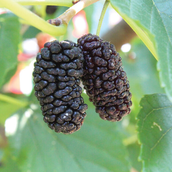 Mulberry : ILLINOIS EVERBEARING
