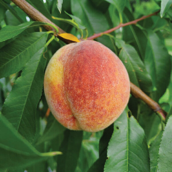 Peach : RELIANCE