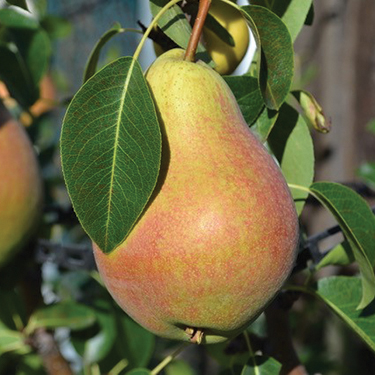 Russian Pear : MARSHAL ZUKOV