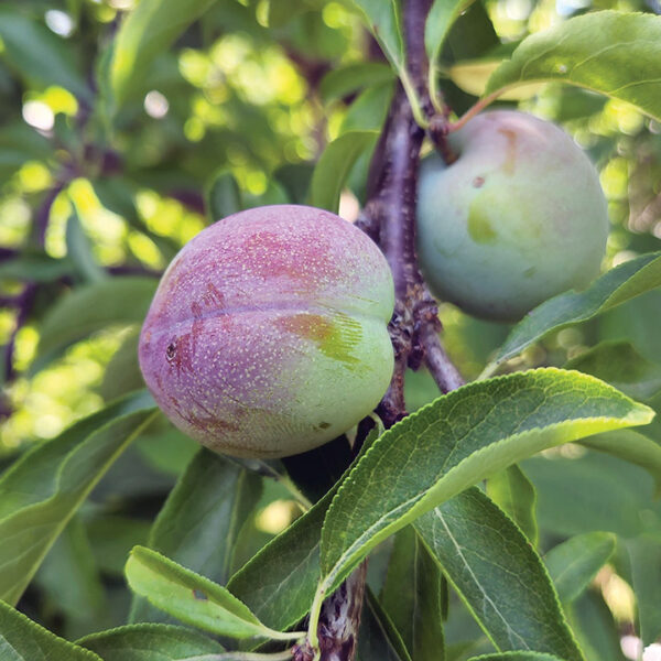 American Hybrid Plum : FOFONOFF