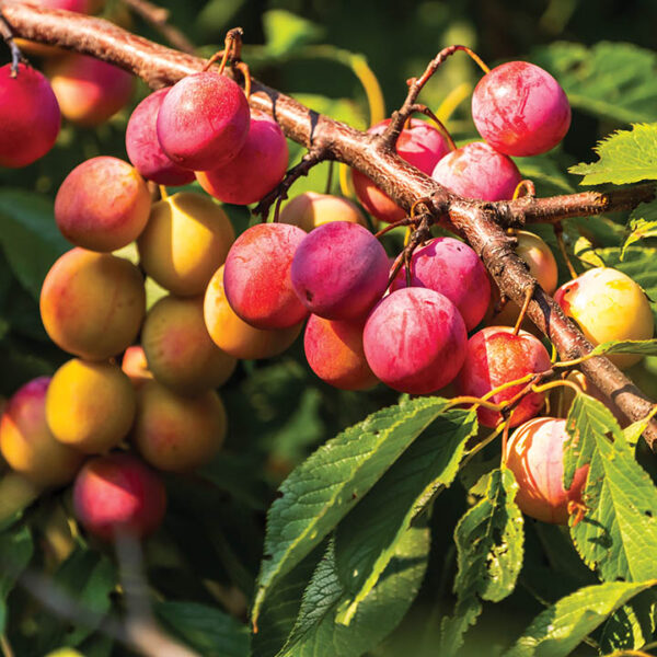 American Hybrid Plum : WILD AMERICAN