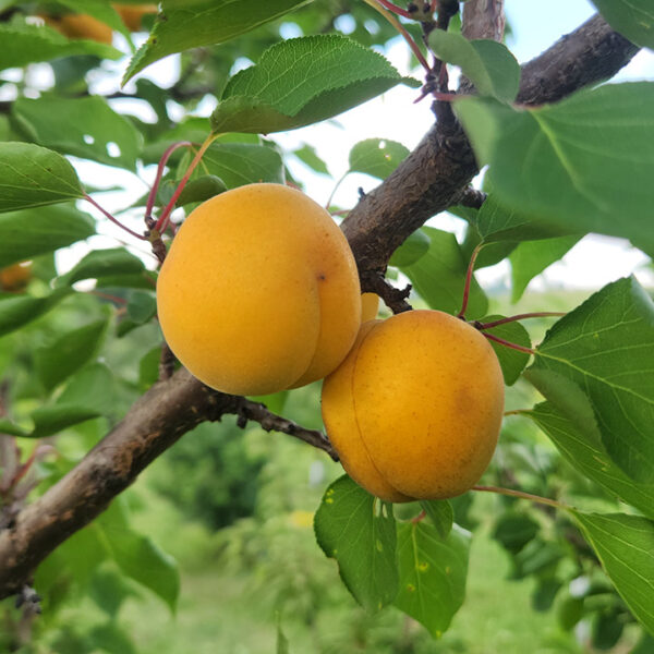 Apricot : PRECIOUS