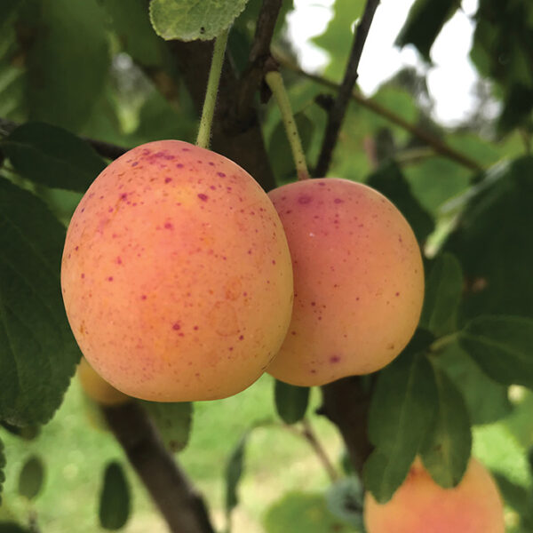 European Plum : PEARL