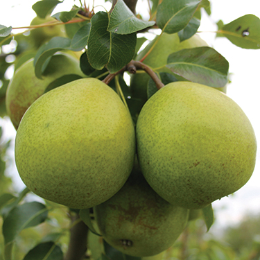 European Pear : NOVA