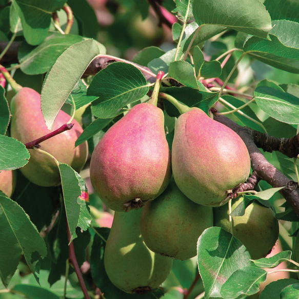 European Pear : FLEMISH BEAUTY