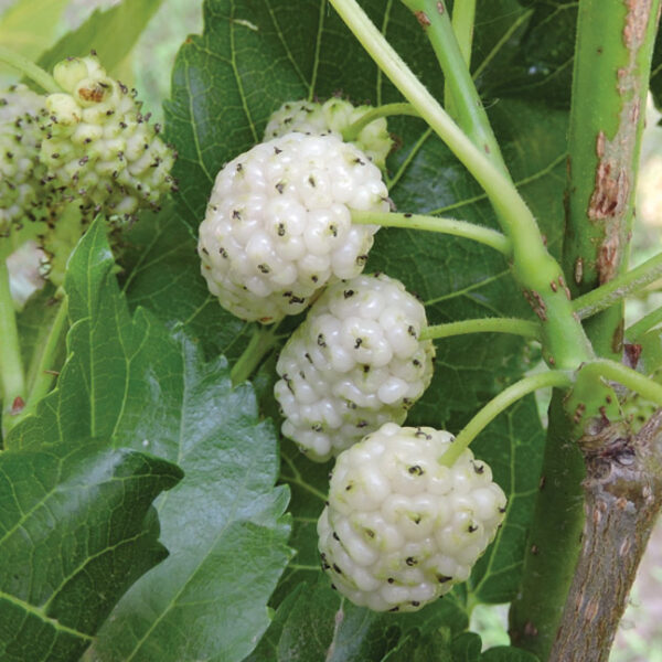Mulberry (White) : CARMAN