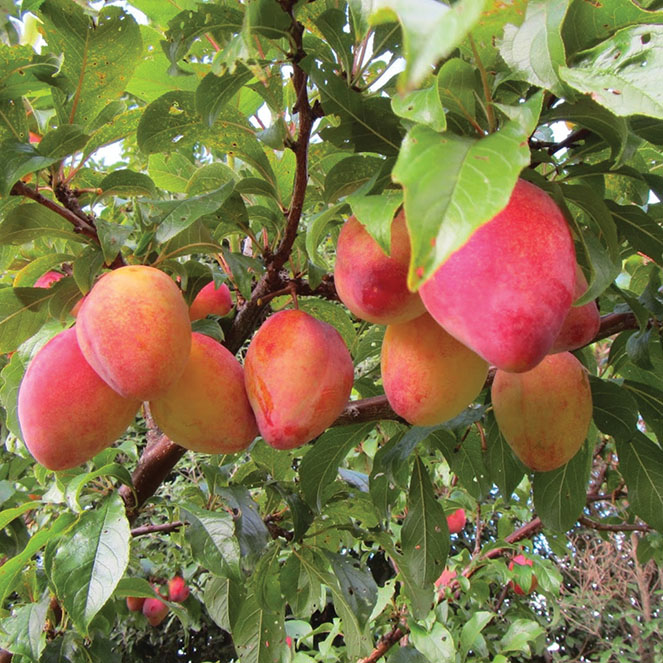 Japanese Plum : LUISA