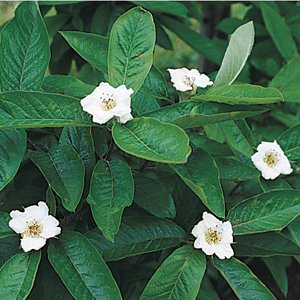 Medlar : MARRON