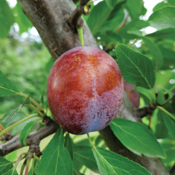 European Plum : IMPERIAL EPINEUSE