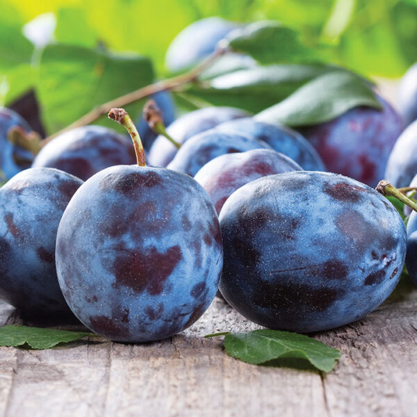 European Plum : GERMAN PRUNE