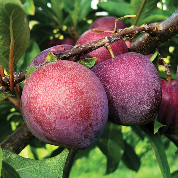 American Hybrid Plum : PURPLE HEART