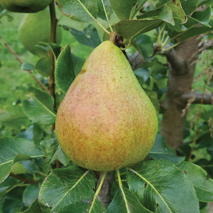 European Pear : SUNRISE