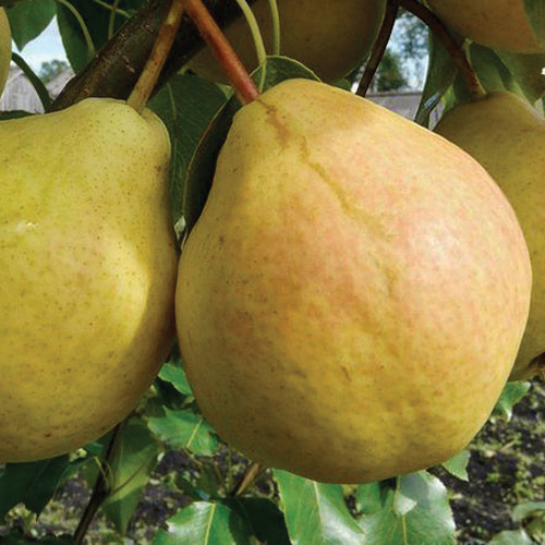Russian Pear : MEMORY OF ANZIN