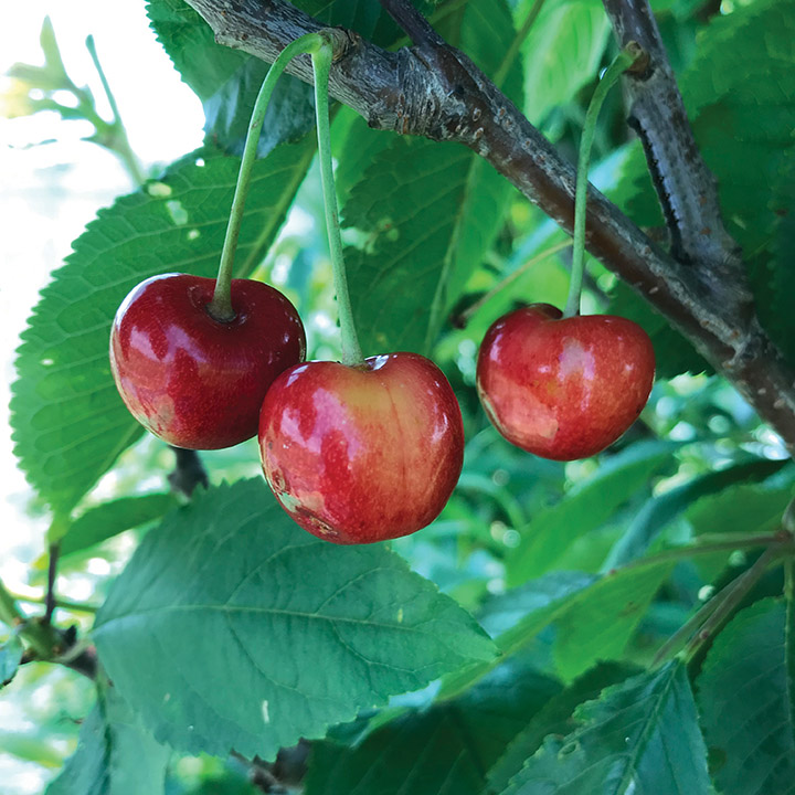 Sweet Cherry : WHITE GOLD®