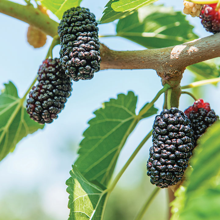 Mulberry : GERARDI