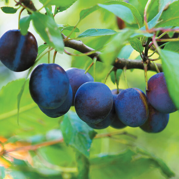 European Plum : MONT-ROYALE