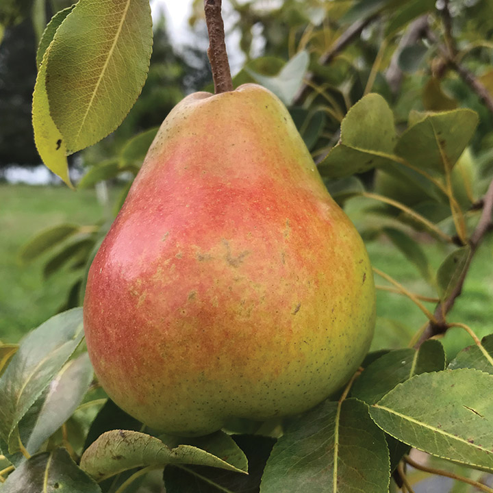European Pear : AC™ HARROW CRISP