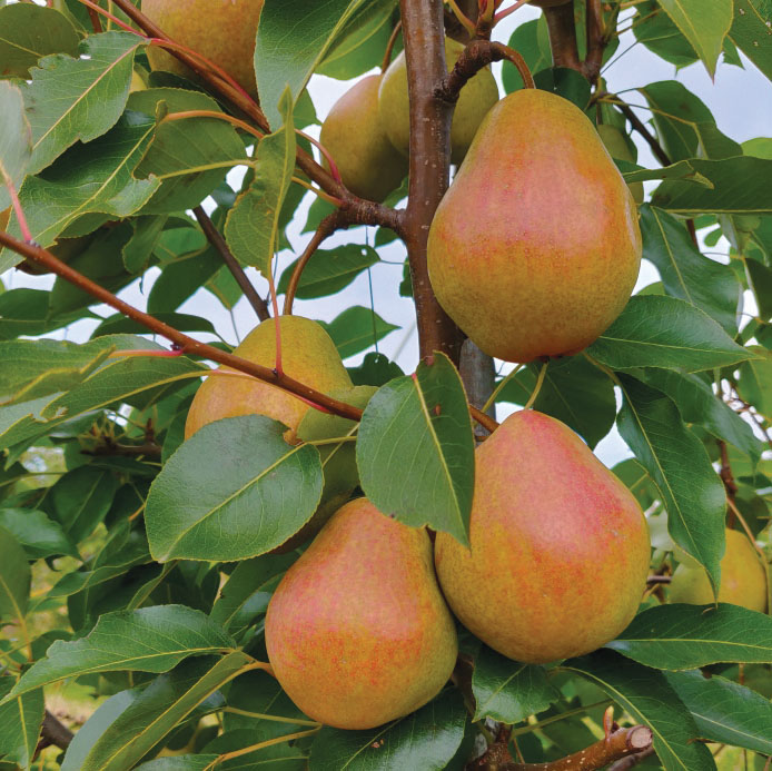 European Pear : DOUGLAS