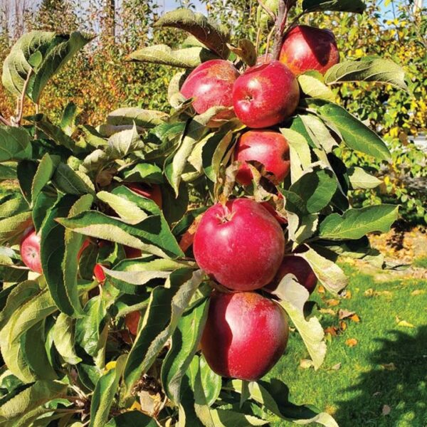 Columnar Apple : URBAN TASTY RED®