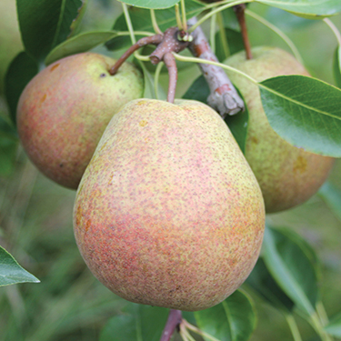 European Pear : HONEY SWEET