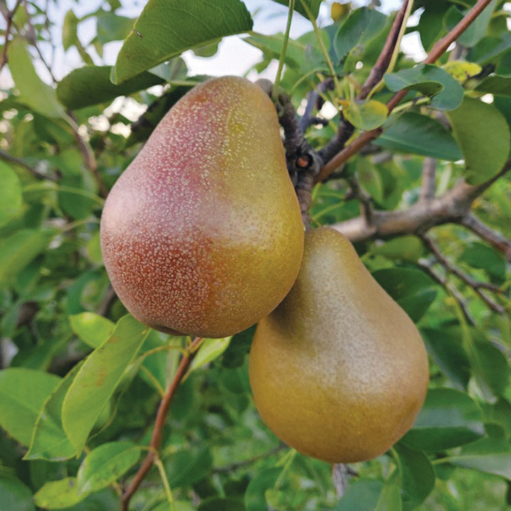 European Pear : MAGNESS