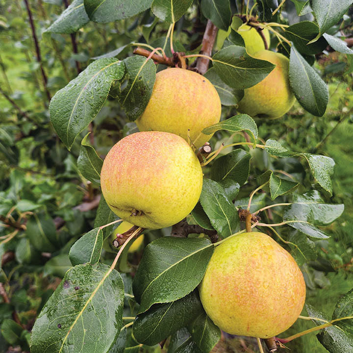 Russian Pear : LOVING